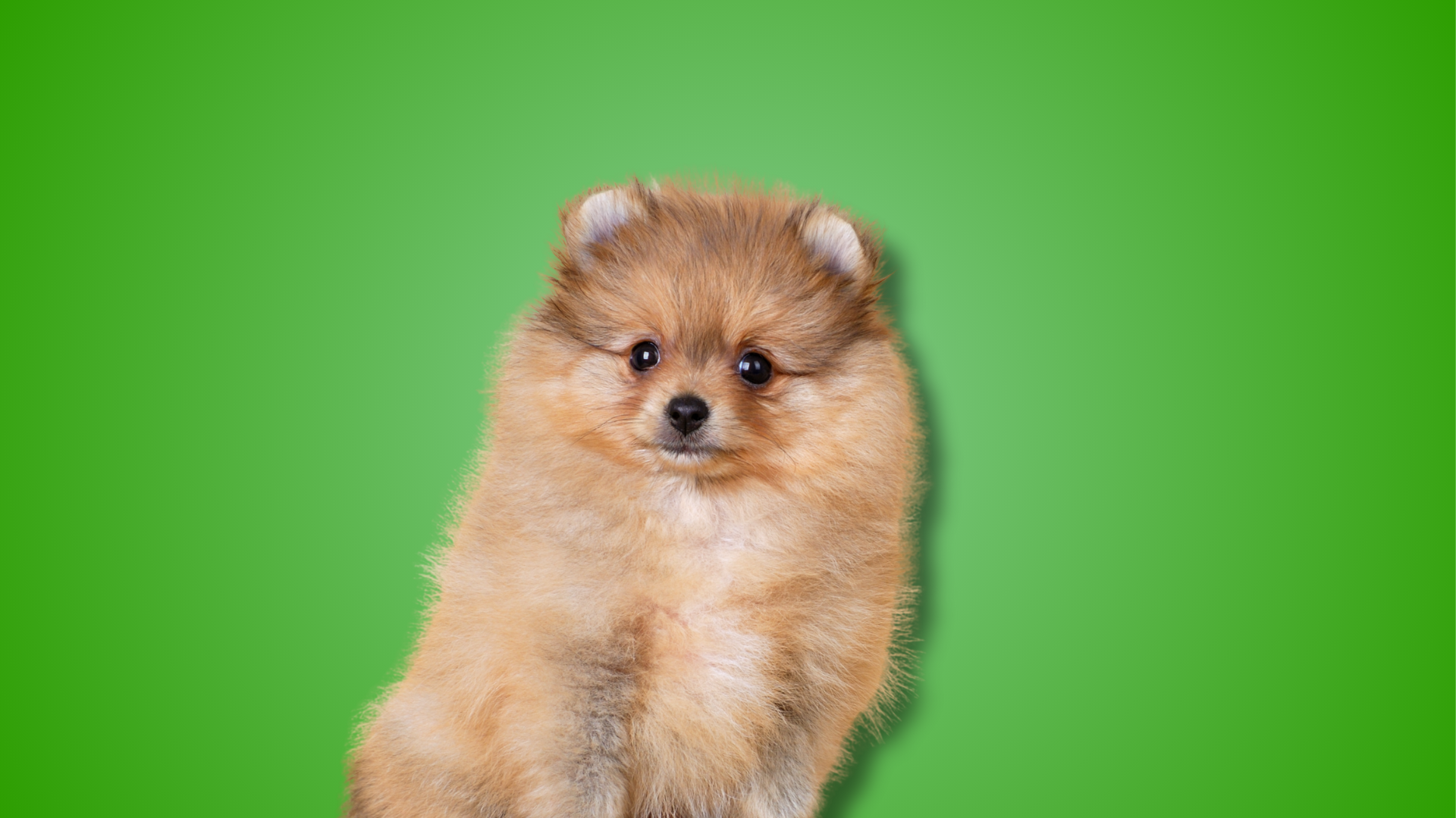 Tondeuse voor langharige honden