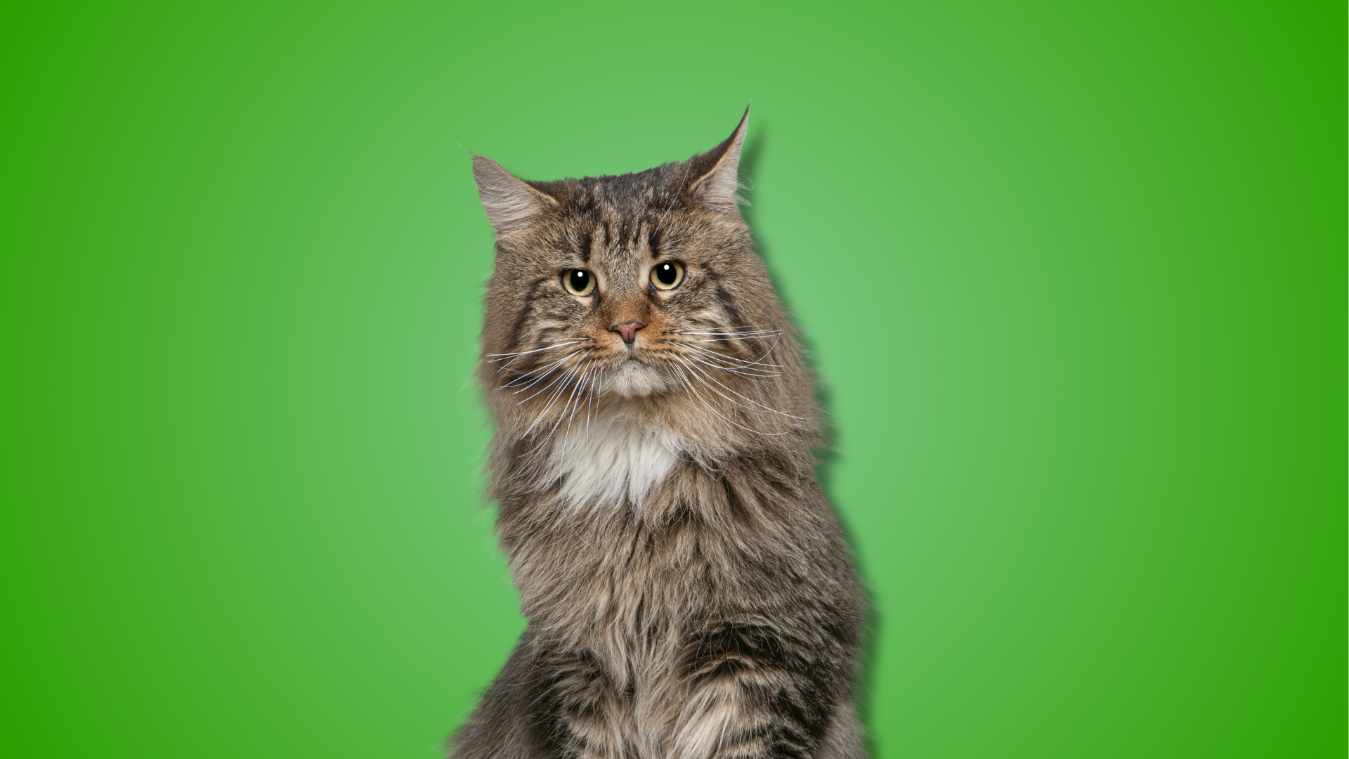 Tondeuse voor langharige katten